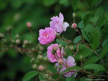Preview: Moschata-Rose Gaard um Tietzebierg ® Velverd ®, 2005, Co. 7,5 L