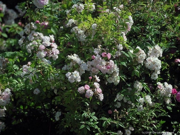 Preview: Moschata-Rose Gaard um Tietzebierg ® Velverd ®, 2005, Co. 7,5 L