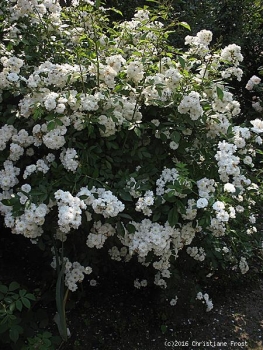 Preview: Kletterrose Guirlande d`Amour ®   Lenalbi ®, Co. 7,5 L