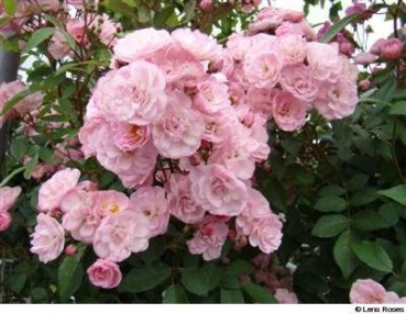 Moschata-Rose Heavenly Pink ® Lennedi ® Lens, 1997
