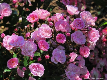 Preview: Moschata-Rose Heavenly Pink ® Lennedi ® Lens, 1997 - Co. 7,5 L