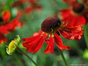 3 x Sonnenbraut Moerheim Beauty, Dauerblüher, Tb 11
