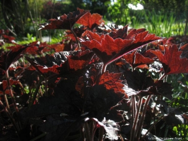 Purpurglöckchen Palace Purple - rotes Blatt - Co. 2 L