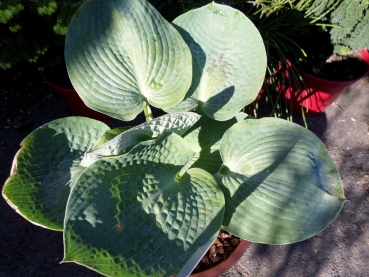 Funkie / Hosta Big Daddy - tiefblau, groß, Tb 11