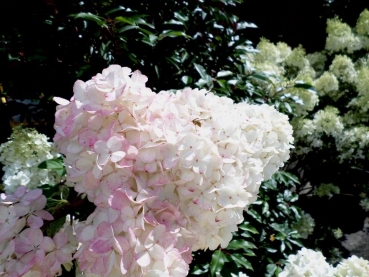 Rispen-Hortensie Pinky Winky ® - 60-80 cm hoch - Co. 7,5 L