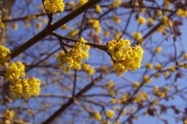 Preview: Kornelkirsche - Vogelnährgehölz - 50-80 cm - Wurzelware