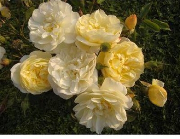 Moschata-Rose  La Feuillerie ®, Lens-Roses, 2011, Co. 7,5 L