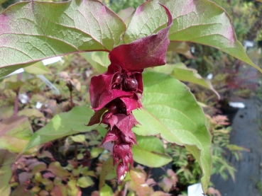 Buntdachblume Purple Rain, Karamellbeere,  Leycesteria, selten, 60-80 cm hoch, Co. 7 L