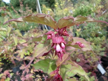 Preview: Buntdachblume,  Karamellbeere,  Leycesteria, selten, 40-50 cm hoch, Co. 3 L