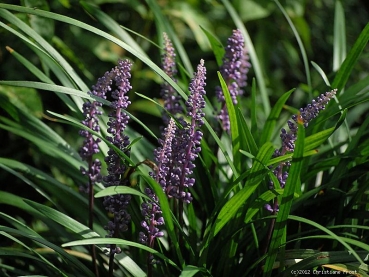 3 x Glöckchentraube Big Blue - blau - immergrün - TB 9