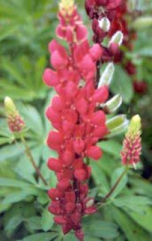 Garten-Lupine Mein Schloss , rot  - Co. 2,7 L
