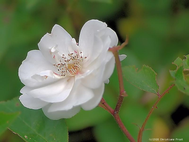 Preview: Ramblerrose Lykkefund ,  Olsen , 1930 - Wurzelware