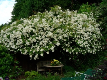 Preview: Ramblerrose Lykkefund ,  Olsen , 1930