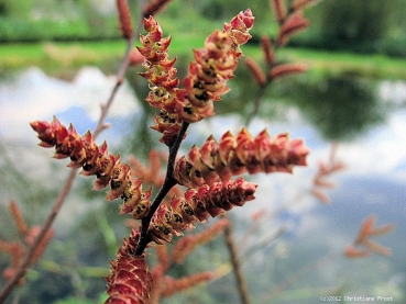 Gagelstrauch, Myrica gale, für feuchte Standorte, 30-40 cm, Co. 3,5 L