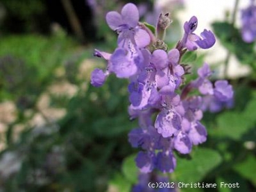 Blaue Garten-Katzenminze - Dauerblüher - Tb 11