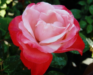 Edelrose  Nostalgie ® Taneiglatt ® ,Tantau  1996