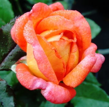 Edelrose Parfum de Grasse ®  Adalvorjap ® Adam, 2007, NIRP - Co. 5 L