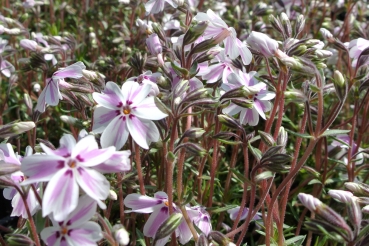 Polster-Flammenblume, Phlox, Candy Stripes, TB 11