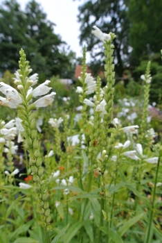Preview: Weiße Gelenkblume / Etagenerika Summer Snow - Co. 1,5 L