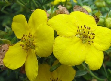 Fünffingerstrauch Kobold - gelber Dauerblüher - Co. 1,5 L