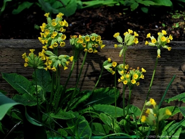 Echte Schlüsselblume, Wildstaude, gelb, duftend - Tb 11
