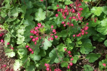 Purpurglöckchen Leuchtkäfer - leuchtend rot -  TB 11