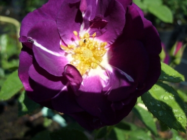 rhapsody in blue