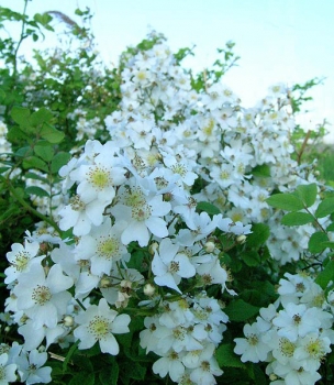 Büschelrose
