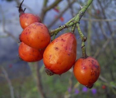 Preview: Schottische Zaunrose / Weinrose - Rosa rubiginosa - Wildrose - Hagebuttenschmuck - Wurzelware
