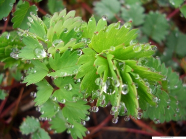 Pimpinelle - Kleiner Wiesenknopf - Kräuterstaude - Tb 11