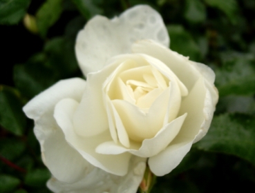 Bodendeckerrose Schneeflocke ®  Noaschnee ® , Noack, 1991, Co. 5 L