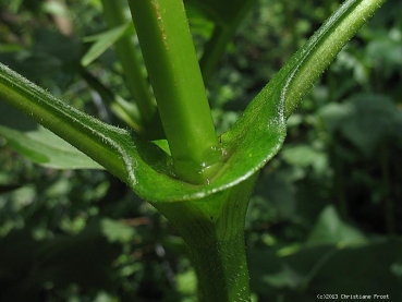 3 x Becherpflanze / Silphie, Solitärstaude - Tb 11
