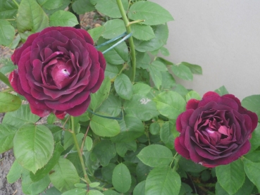 Historische Kletterrose Souvenir du Docteur Jamain, Lacharme, 1865 - für den Schatten - Co. 5 L