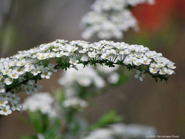 Brautspiere - überreich blühend im Frühjahr, 60-80 cm hoch, Co. 7,5 L