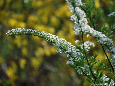 Preview: Brautspiere - überreich blühend im Frühjahr, 60-80 cm hoch, Co. 7,5 L