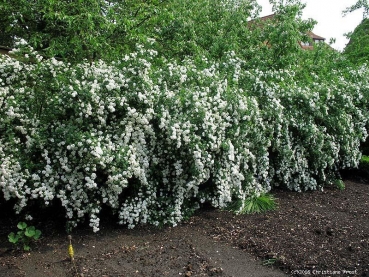 Preview: Prachtspiere - weißer Blütenstrauch , 60-80 cm hoch - Co. 7,5 L
