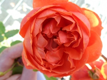 Preview: Englische Rose Summer Song ®  Austango ®  Austin 2005 - Wurzelware