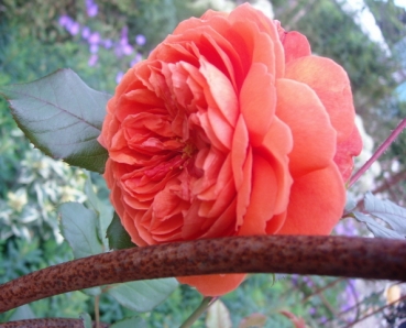 Preview: Englische Rose Summer Song ®  Austango ®  Austin 2005 - Wurzelware