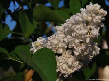 Flieder Mme. Lemoine - weiß, gefüllt, 25-30 cm , Co. 4 L