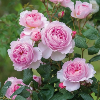 Englische Rose The Ancient Mariner ® , Ausoutcry ® David Austin , 2015 - Co. 5 L
