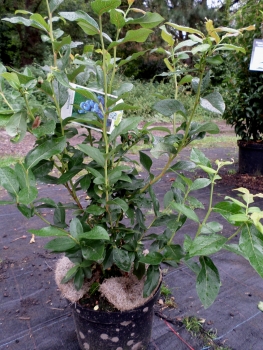 Heidelbeere Blueray, frühe Sorte, 40-50 cm hoch, Co. 3 L