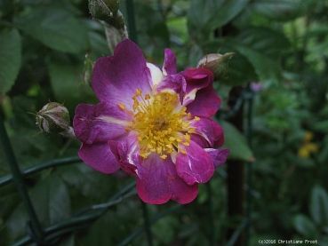 Historische Ramblerrose Veilchenblau ,  Schmidt ,1909, für den Schatten