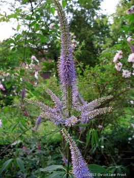 3 x Kandelaber-Ehrenpreis Lavendelturm, hohe Leitstaude - Tb 9