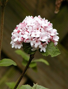 Korea-Duft-Schneeball - stark duftend - 40-50 cm hoch - mB