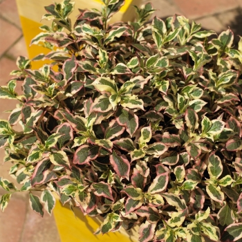 Zwerg-Weigelie Monet ® - dreifarbiges Laub und rosa Blüten - 30-40 cm hoch, Co. 5 L