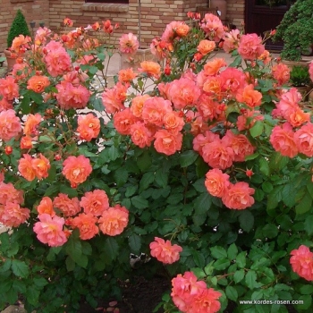 Preview: Strauchrose Westerland ®  Korwest ®  Kordes, 1969 - Wurzelware