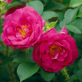 Englische Rose Wild Edric ®  Aushedge ® Austin, 2005 - Co. 5 L