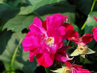 Moschata-Rose Wilhelm, Kordes, 1934 - Co. 7,5 L