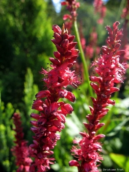 2 x Garten-Kerzen-Knöterich Speciosa, rosarot , Tb 11