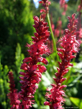 Garten-Kerzen-Knöterich Speciosa, rosarot , Co. 3 L
